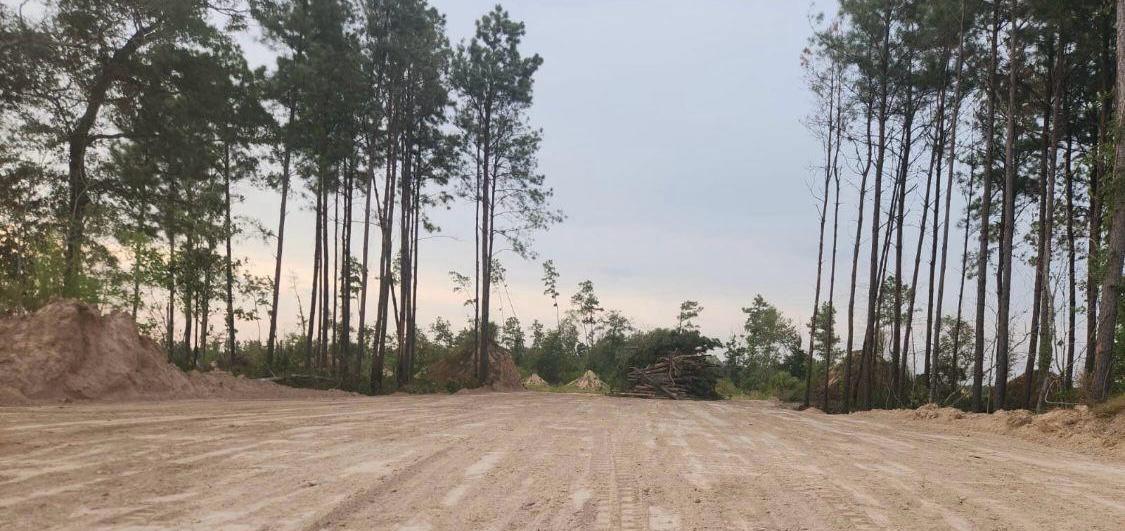 Tree Clearing